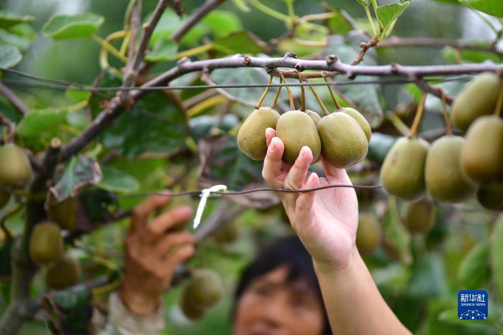 果博手机下载